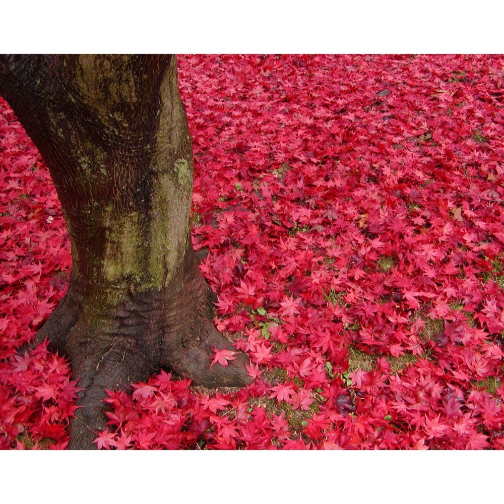 Red Leaves  8 x 10 print